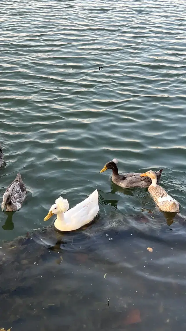 賞銀杏~一定要來玄武湖梁洲覽勝閣~ 賞銀杏~一定要來玄武湖梁洲覽勝閣~