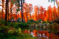 杉舞金虹·武漢植物園初冬畫冊