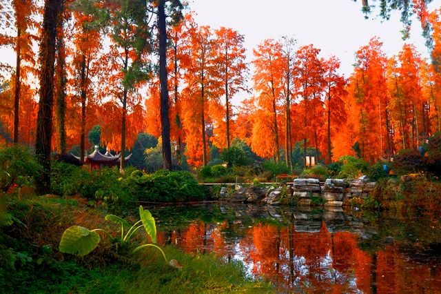 杉舞金虹·武漢植物園初冬畫冊 杉舞金虹·武漢植物園初冬畫冊