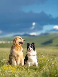 油畫般的「宗塔七色草原」是戶外人遛狗樂園