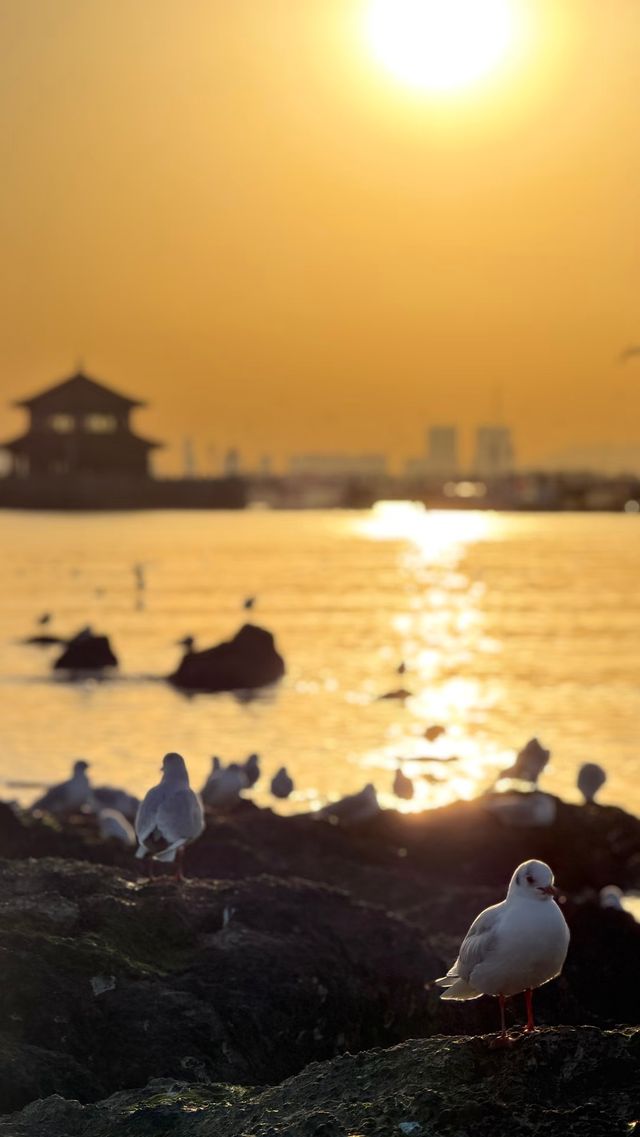 青島老城區賞鷗漫步指南：棧橋、八大峽與信號山的冬日浪漫
