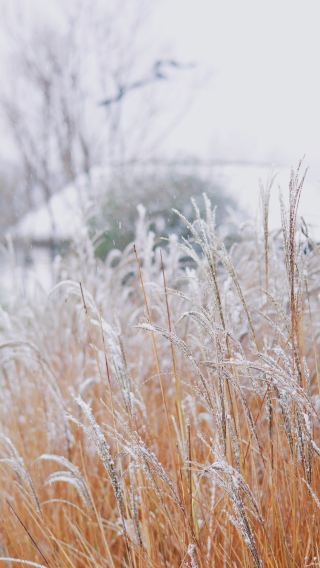 หิมะตกในรูหยางราวกับเทพนิยาย ฤดูหนาวนี้ ฉันได้พักในกระท่อมที่ปกคลุมไปด้วยหิมะในฝันของฉัน รีสอร์ท Ctrip ที่ฉันพักในครั้งนี้ช่างน่าทึ่งมาก! ยืนอยู่ริมหน้าต่าง...