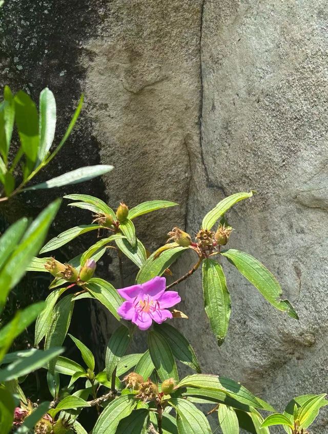 鉑頓酒店周邊景點分享-小黃山 鉑頓酒店周邊景點分享-小黃山