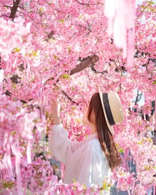 ทัวร์โตเกียวช่วงฤดูใบไม้ผลิ: เส้นทางชมซากุระที่ซ่อนเร้นและคาเฟ่บรรยากาศสบายๆ