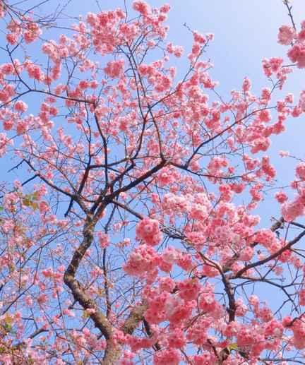 春城の風🫧が桜をピンクの海に吹き上げる | Trip.com 昆明