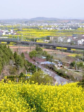 Escape the Crowds! Xixiang is the Hidden Highlight of Hanzhong's Rapeseed Flowers