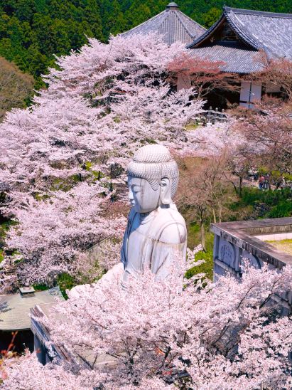 Japan's most beautiful cherry blossom great Buddha at Nara's