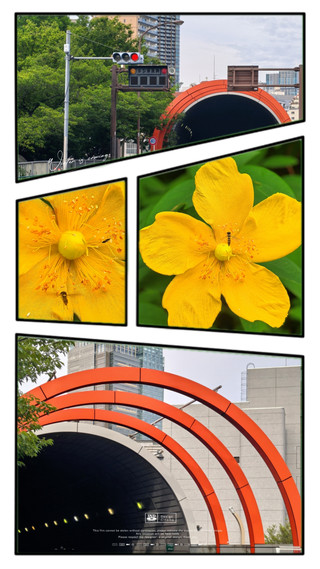 青山靈園異次元漫步:穿越紅色「六本木隧道」,直抵繁華隱秘交界