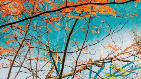 도우바오 강력 추천|10-11월, 가을 여행을 놓치면 1년 내내 후회할 곳 — traveler post in 주자이거우