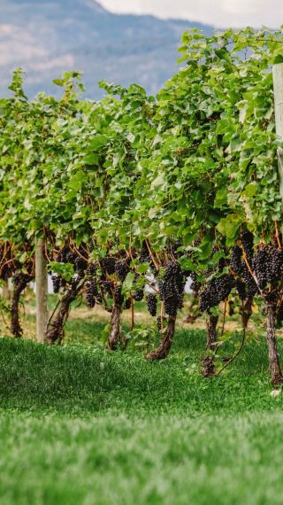 Kelowna, Canada | A Hidden Gem for Lakeside Winery Vacations in BC