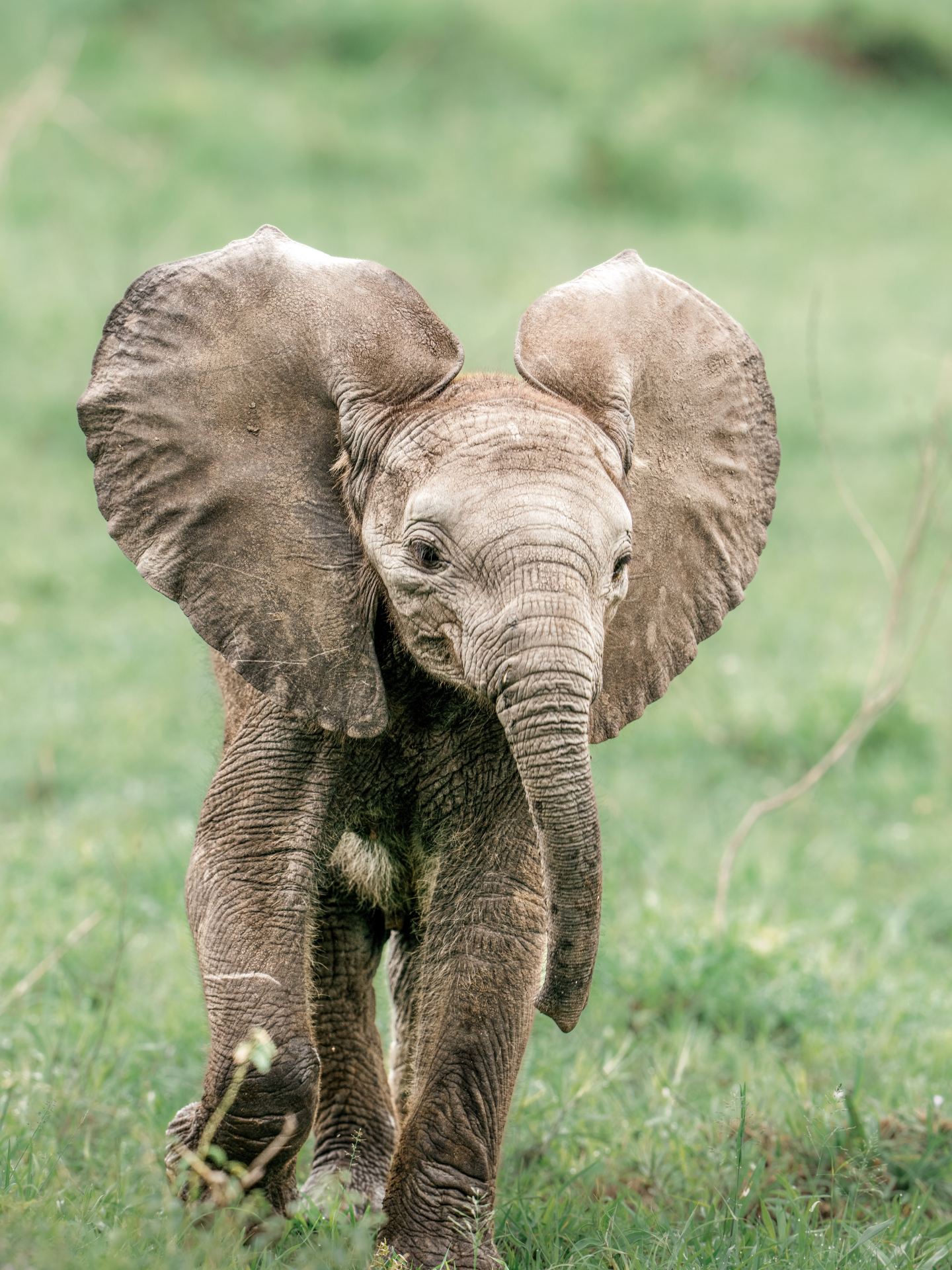 Experience Southern Africa's four countries: savannas, wildlife, waterfalls, and two oceans in one trip