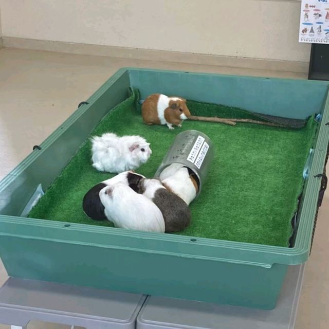 キリンを上からも下からも観察できる　京都市動物園
