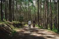 สวนป่าดอยบ่อหลวง | จ.เชียงใหม่