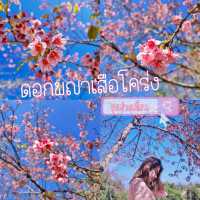 ขุนช่างเคี่ยน ชม ดอกนางพญาเสือโคร่ง