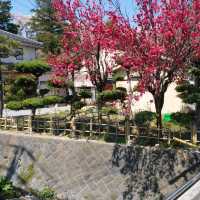 朝聖富士山第一景 淺間公園(part1)