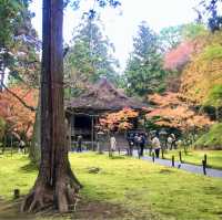 京都の美しいお庭が堪能できる【三千院】