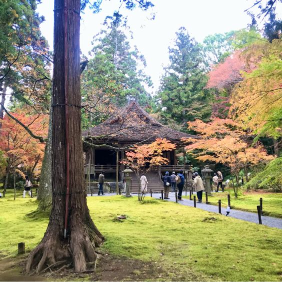 京都の美しいお庭が堪能できる【三千院】