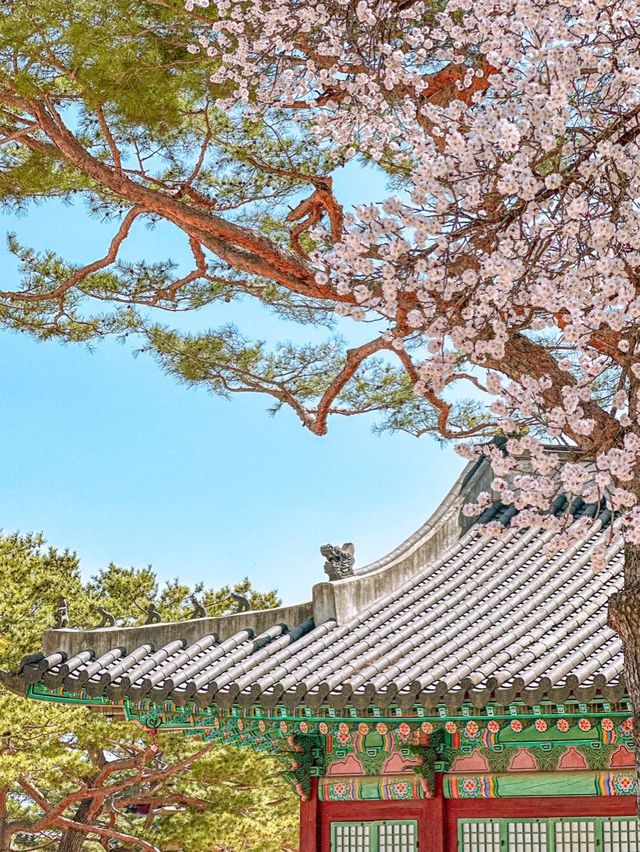 지금 당장 창덕궁 & 창경궁 가야 하는 이유! 