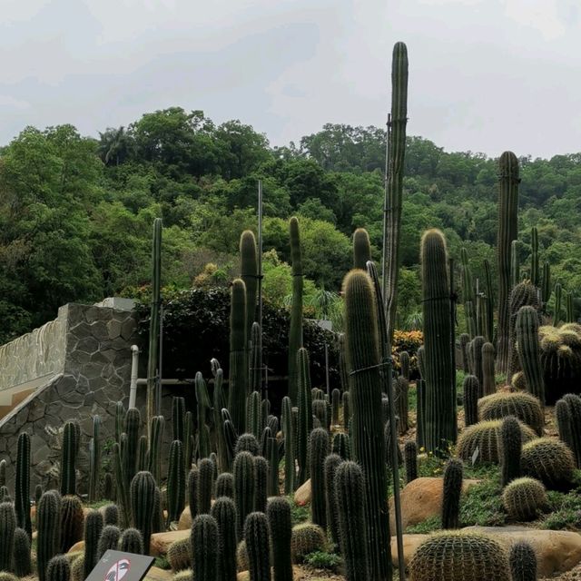 仙湖植物園