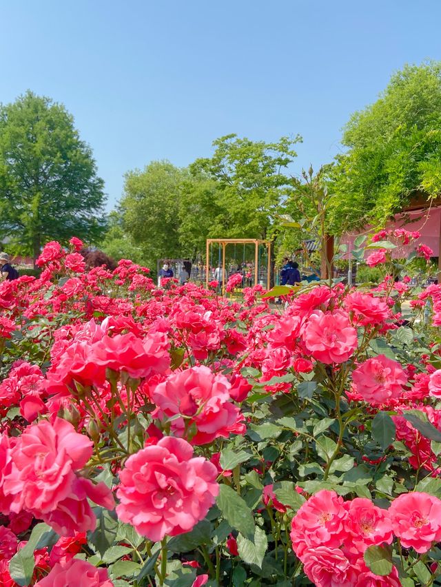 💐 “곡성장미축제” 아직 안 가보셨나요?