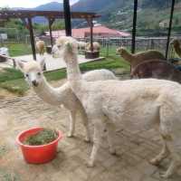 Going out for Lunch? Alpaca Lunch 
