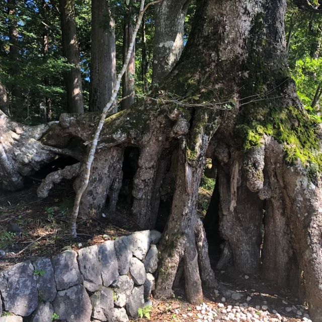 【静岡観光】冨士浅間神社⛩