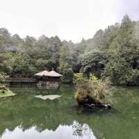 阿里山 - 享受森林浴、淨化心靈