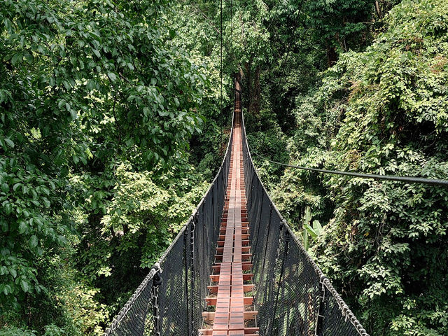 • Doi Tung Tree Top Walk 🎪✨