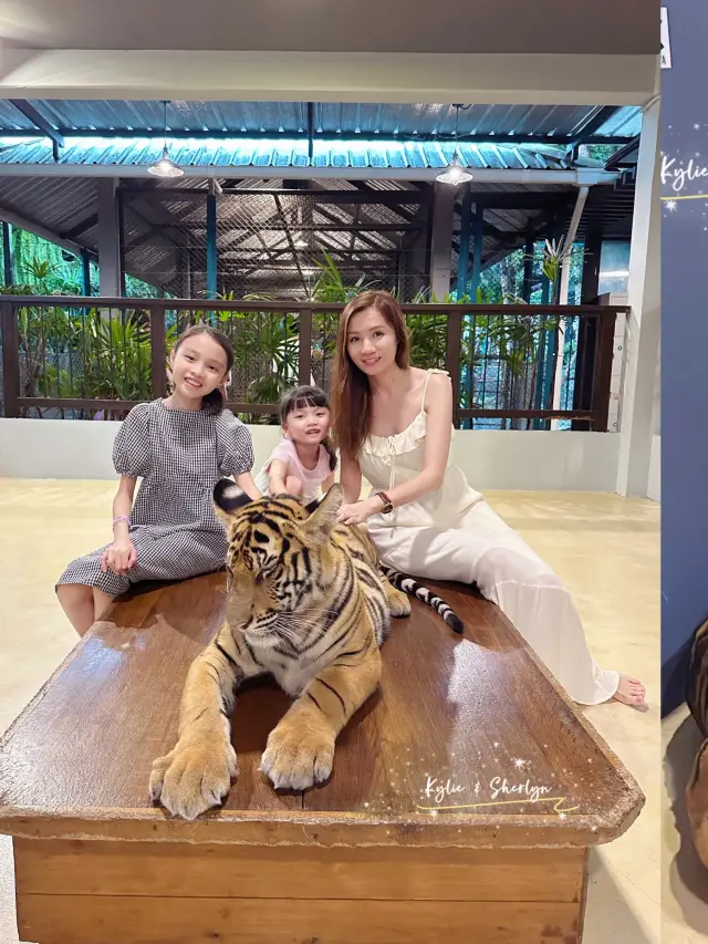 🇹🇭芭提雅老虎園 - 近距離同老虎bb接觸🐅