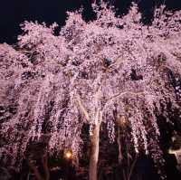 night view with takada castle 🏰 