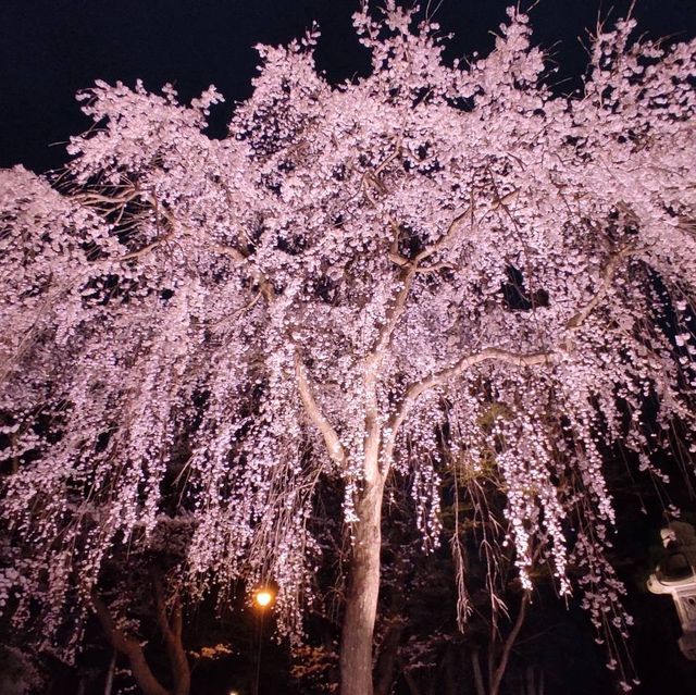 night view with takada castle 🏰 