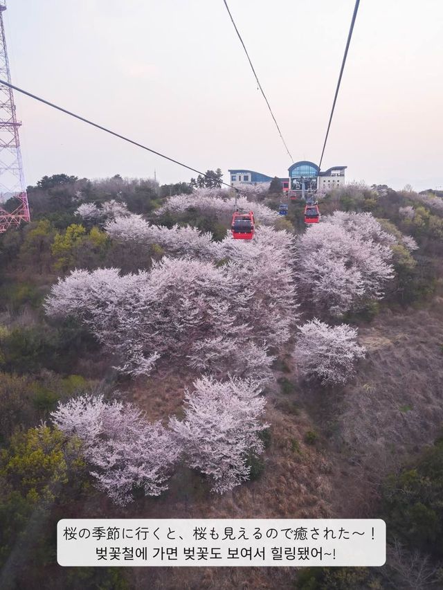【韓国 / 麗水】麗水と言えば！な、ケーブルカーで麗水の海の夜を見てきた♡