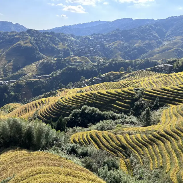 龍脊梯田 - 金佛頂觀景台的金秋 