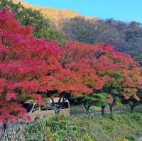 Autumn Foliage at Naejangsan National Park