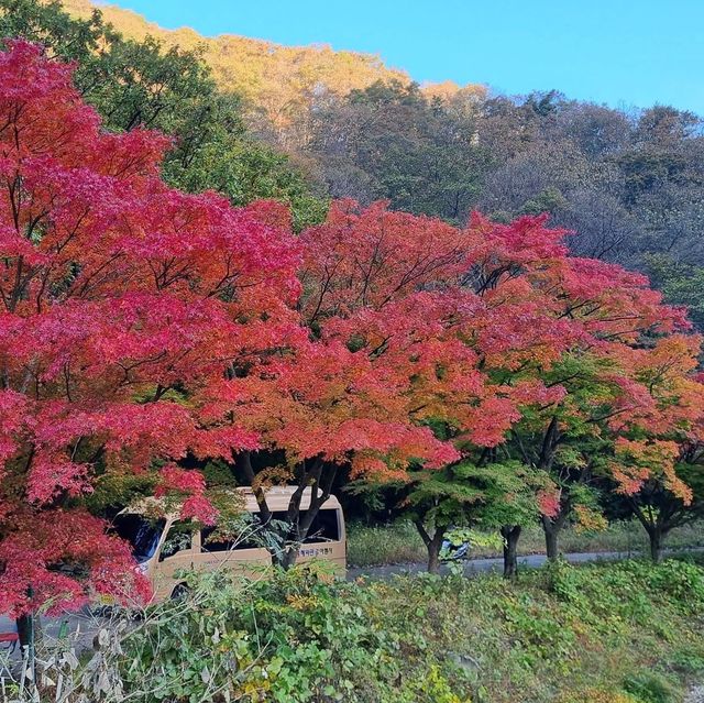 Autumn Foliage at Naejangsan National Park