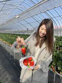 日本滋賀鹿深士多啤梨🍓園❤️