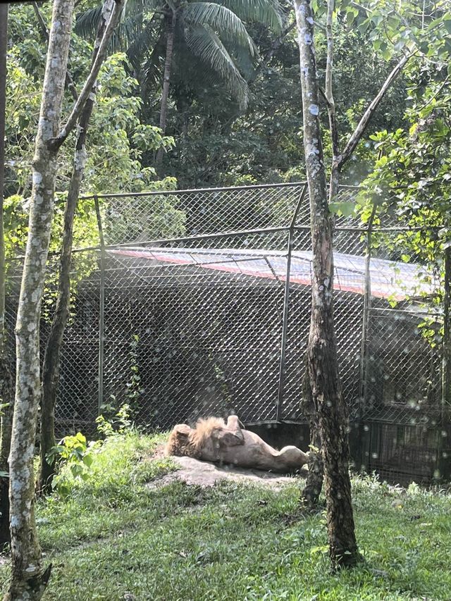 Animal Encounter at Cebu Safari