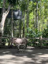 Animal Encounter at Cebu Safari