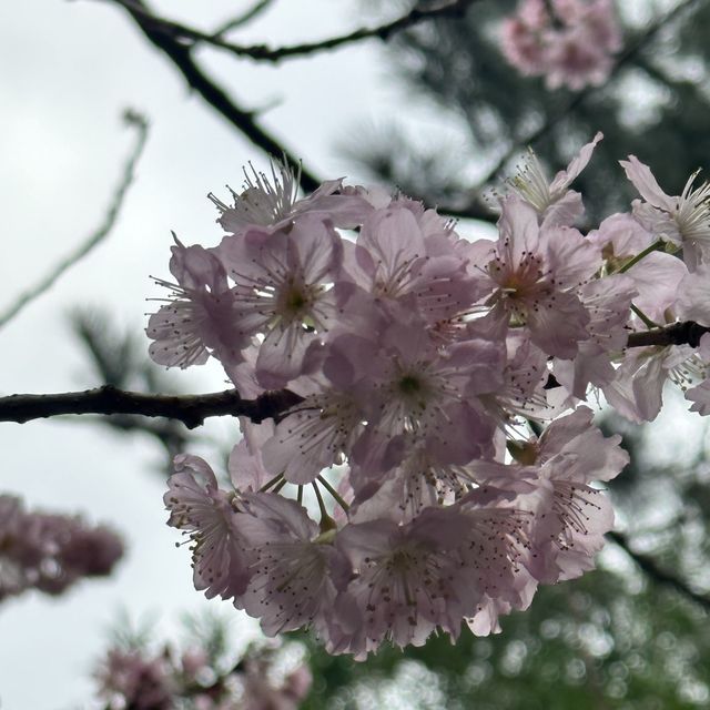Cherry blossom 🌸 @ Bishan temple