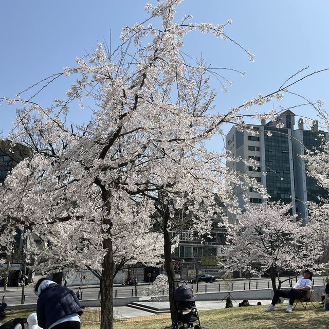 서울 꽃놀이는 북서울 꿈의 숲에서!