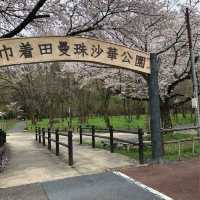 【巾着田】