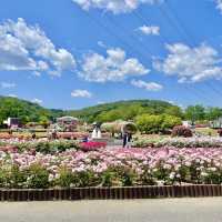 울산대공원 장미축제 2023