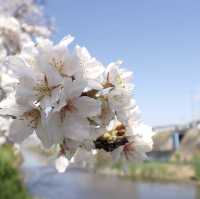 新境川　桜並木