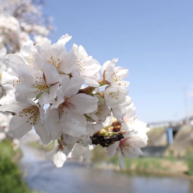 新境川　桜並木