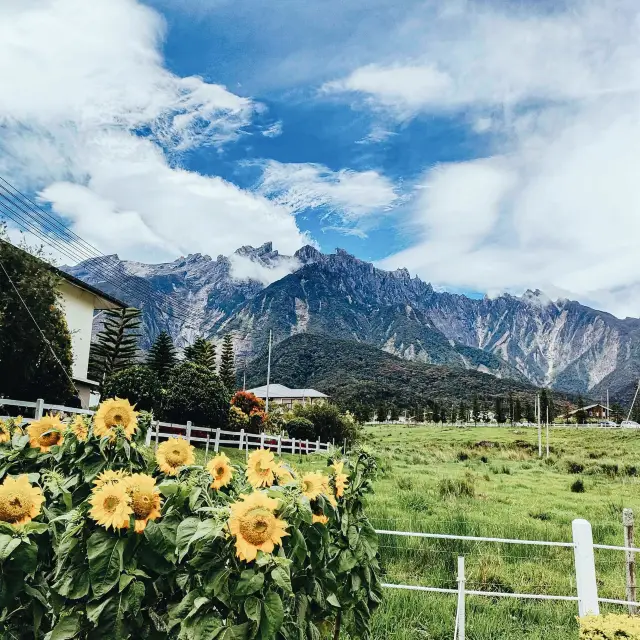 Desa Dairy Farm, Sabah