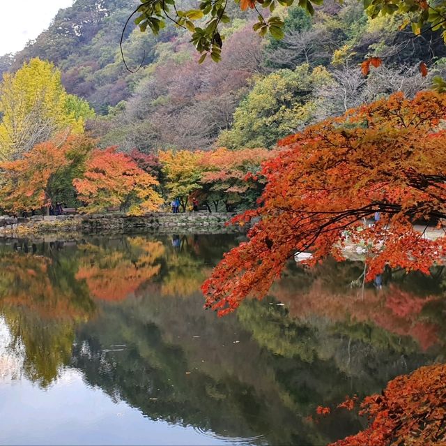 秋夕楓葉紅飄逸🍁四色匯聚內藏山
絕美景色白羊寺