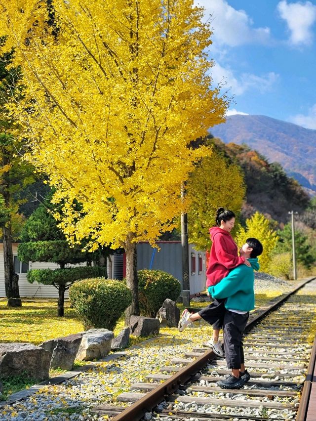 정선 레일바이크역에도 가을이 왔어요🍁🍂💛