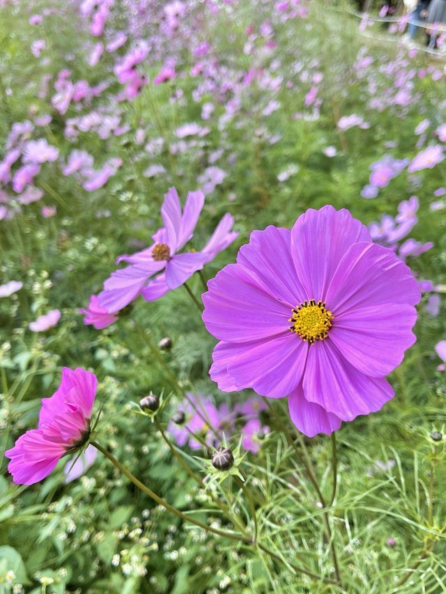가을 코스모스 구경은 올림픽공원에서🌼