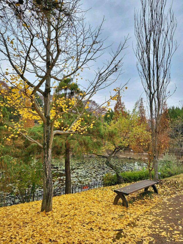아직은 보내기 싫은 늦가을 즐기기🍁
