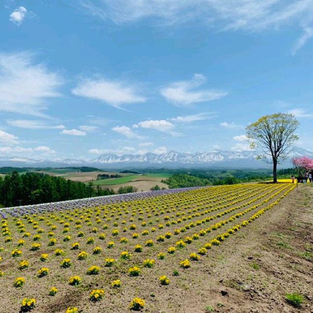 四季彩之丘 感受🌼海的魅力